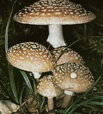   -,   - Amanita rubescens